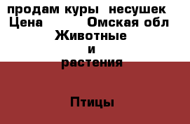  продам куры  несушек › Цена ­ 220 - Омская обл. Животные и растения » Птицы   